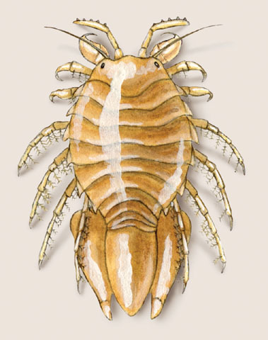 Isopoda