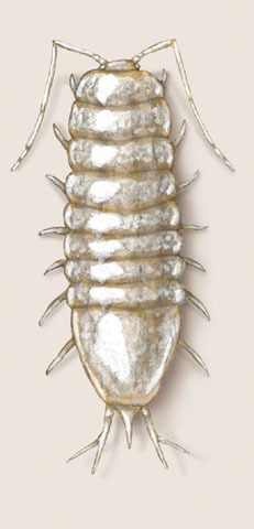 Aselloidea