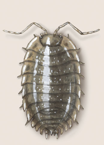 Oniscus asellus