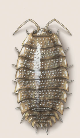 Isopoda