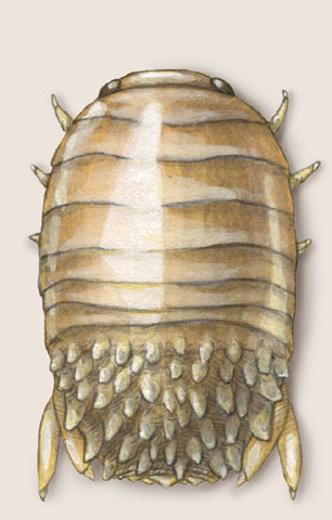 Eumetazoa