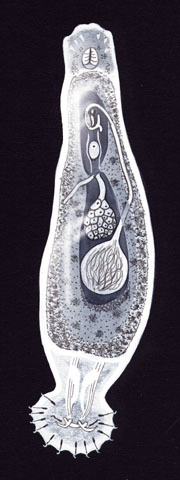 Platyhelminthes