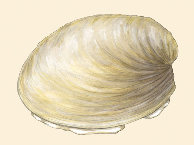 Mollusca