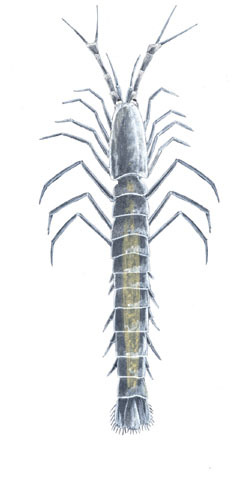 Stygiomysidae