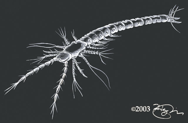 Ecdysozoa