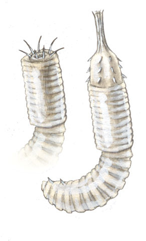 Paragorius_varius_larva