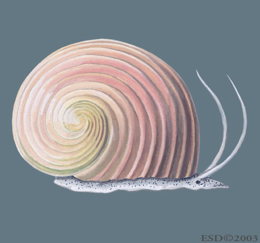 Trochozoa