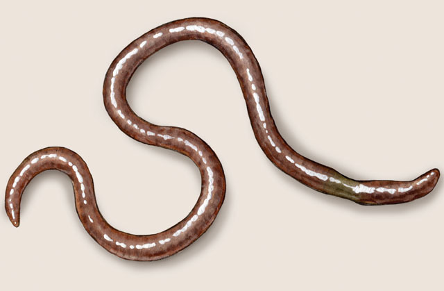 Annelida (segmented worms)