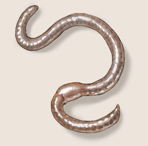 Clitellata