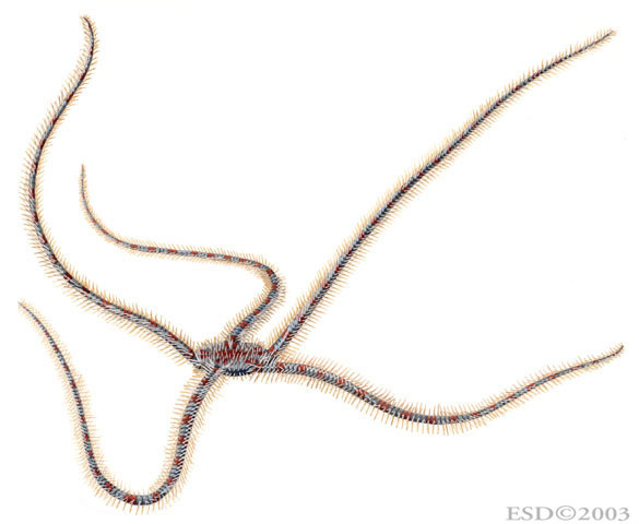 Ophiothrix fragilis