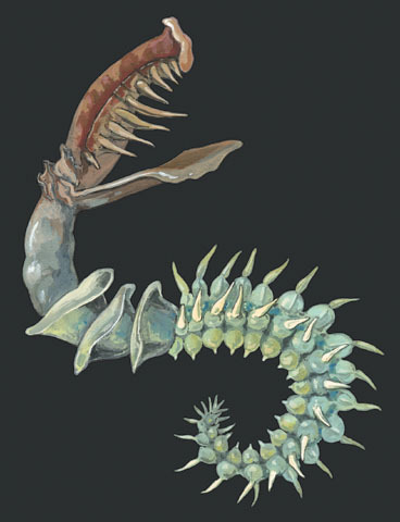 Chaetopterus