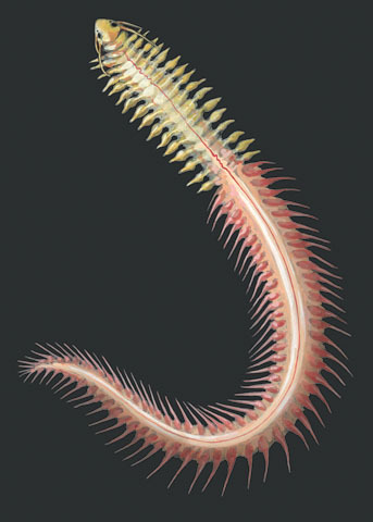 Trochozoa