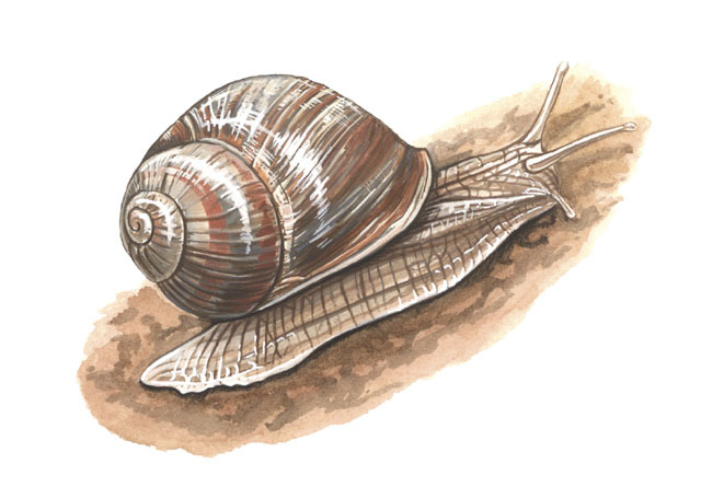 Mollusca