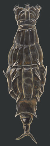 Dissotrocha_aculeata