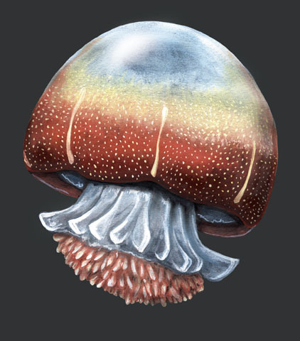 Cnidaria