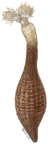 Sipuncula