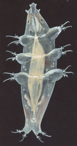 Ecdysozoa