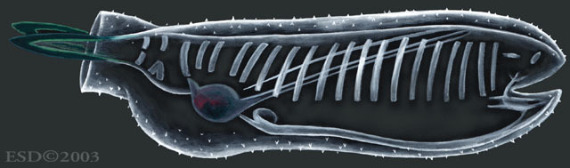 Eumetazoa