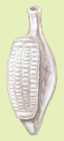 Aspidogaster