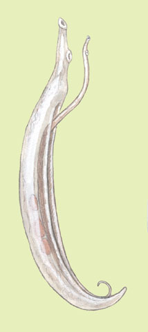 Platyhelminthes