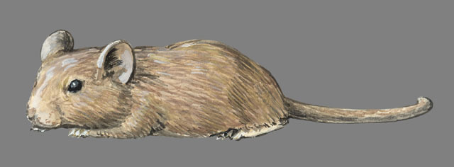 Vertebrata