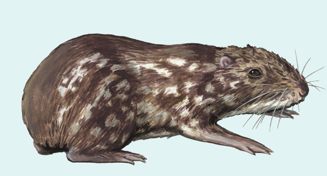 Rodentia