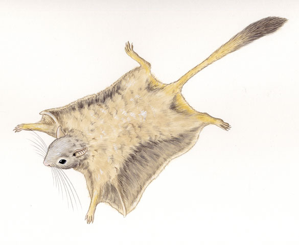 Vertebrata