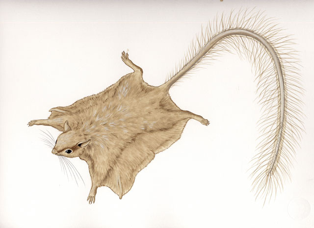 Eumetazoa