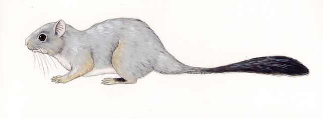 Vertebrata