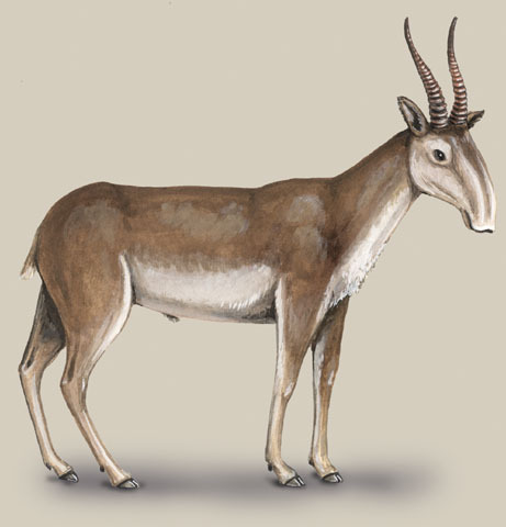 Deuterostomia