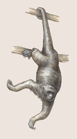 Deuterostomia