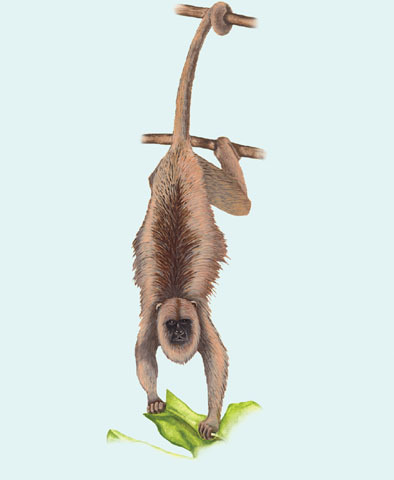 Vertebrata