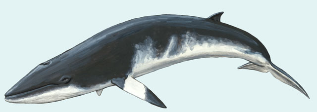 Deuterostomia