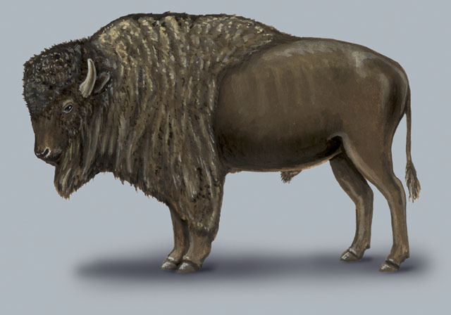 Bison