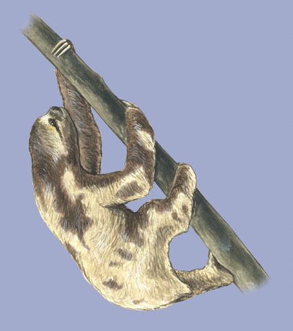 Vertebrata