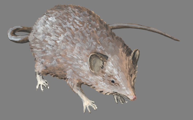 Deuterostomia