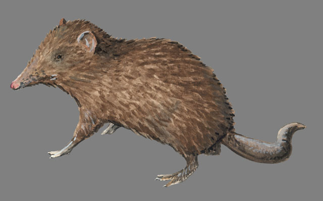 Vertebrata