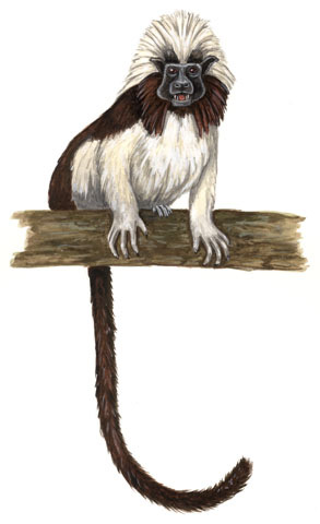 Saguinus oedipus