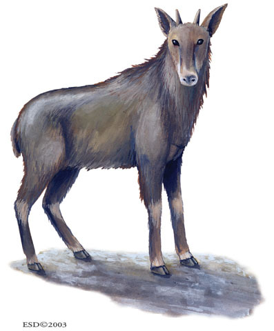 Artiodactyla