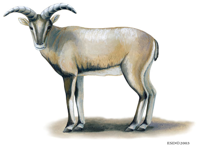 Artiodactyla