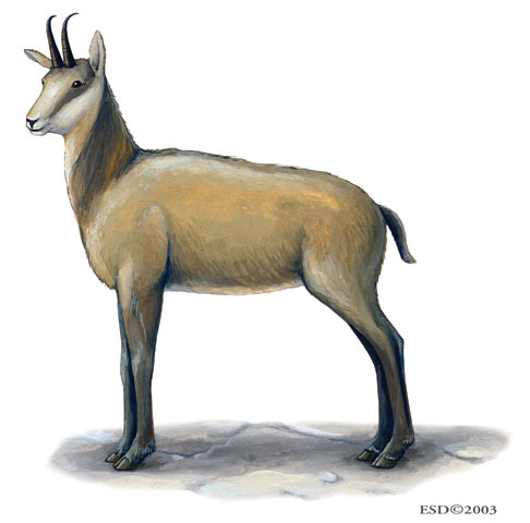 Artiodactyla