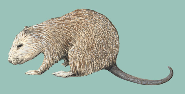 Deuterostomia