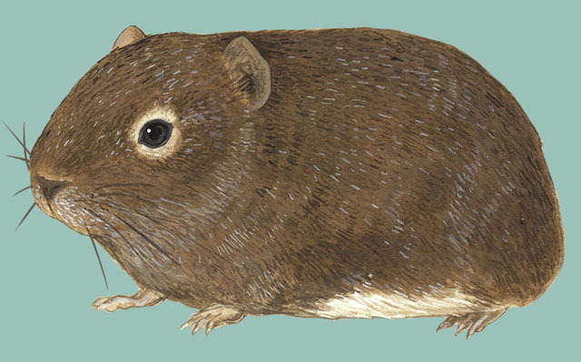 Rodentia