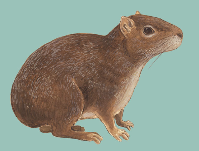 Kerodon_rupestris