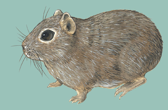 Deuterostomia