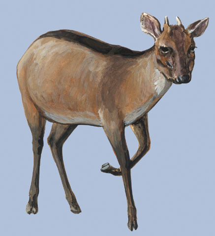 Artiodactyla