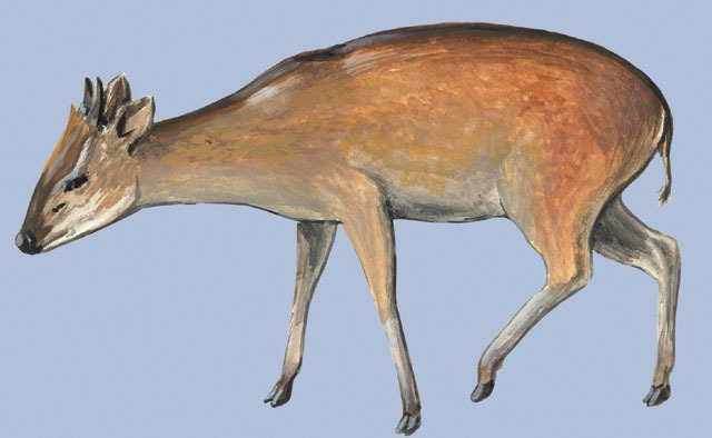 Artiodactyla