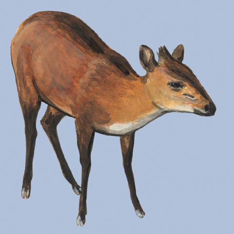 Cetartiodactyla