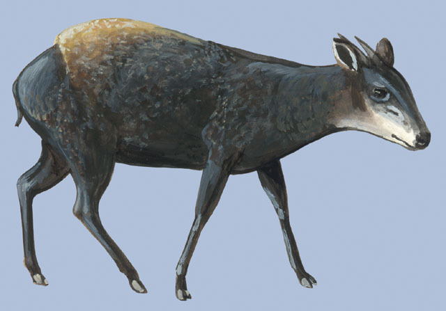 Artiodactyla