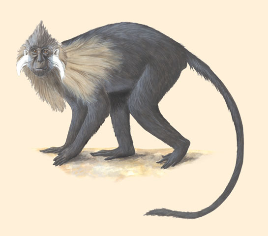 Catarrhini